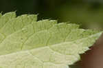 Canadian blacksnakeroot